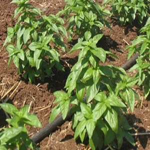 Basil, Genovese Aroma Organic